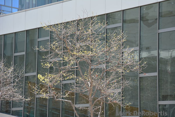 MDR 9367 - Buds Starting