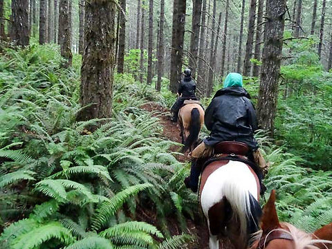 nw-horse-trails-flying-m-3 large