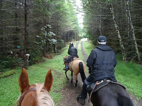 nw-horse-trails-flying-m-1 large