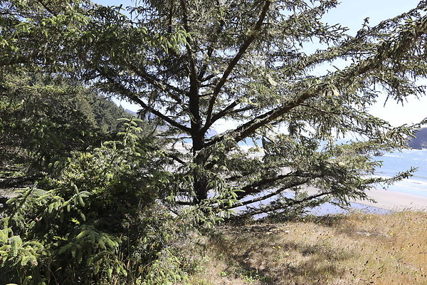 Whaleshead Beach 037