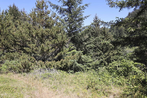 Whaleshead Beach 035