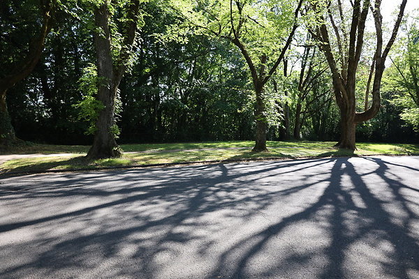 Crystal Springs SS 059