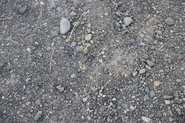 Government Island 055