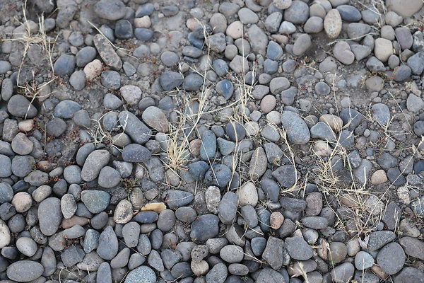 Government Island 056