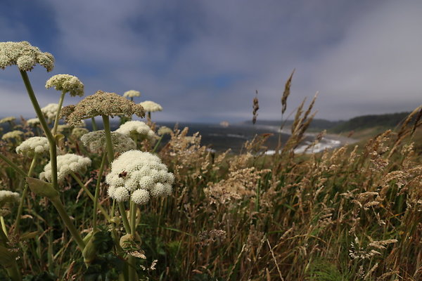 Cape Blanco East  40
