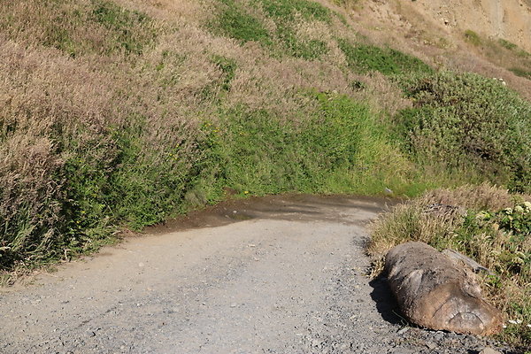 Cape Blanco Pullout &amp; Road (campsite)  07