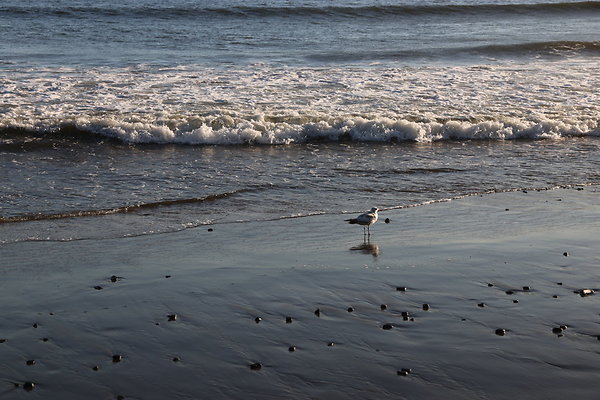 Battle Rock Beach  121