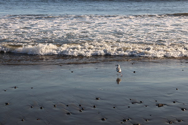 Battle Rock Beach  122