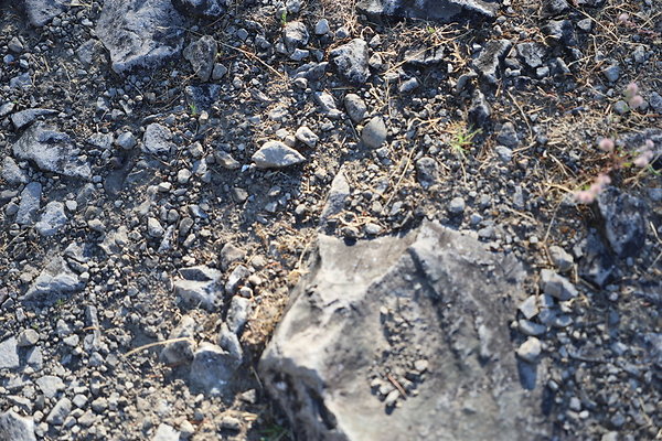 Government Island 146