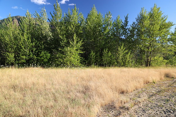 Government Island 020