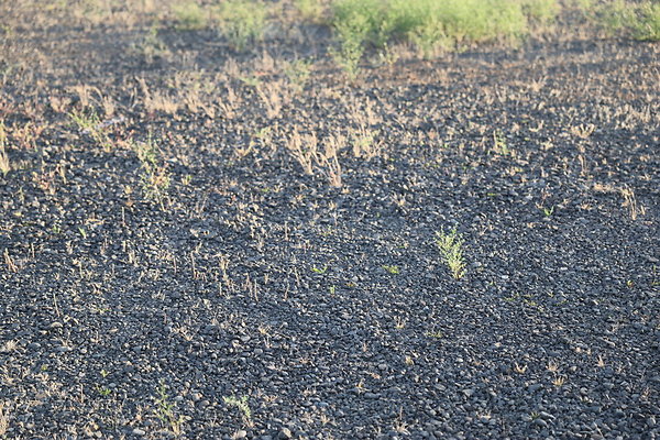 Zidell Field North 062