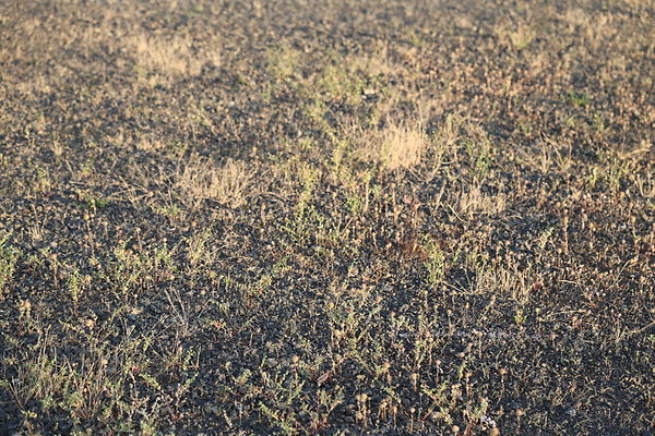 Zidell Field North 066