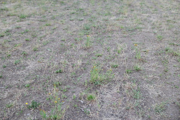 Zidell Field North 229