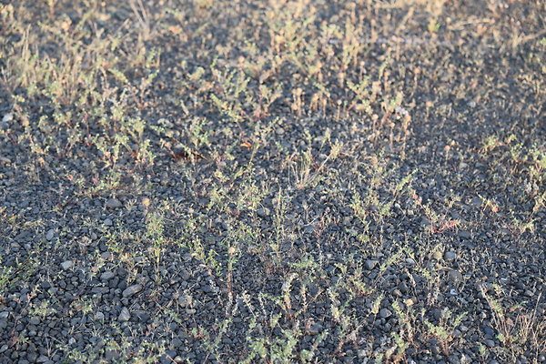 Zidell Field North 065