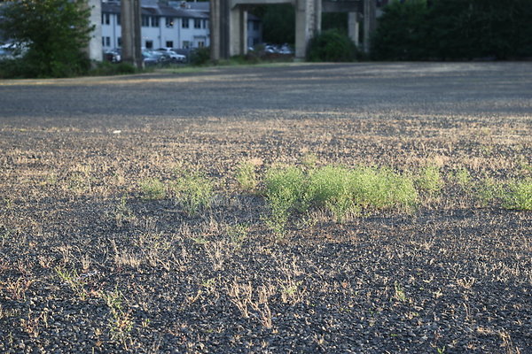 Zidell Field North 063