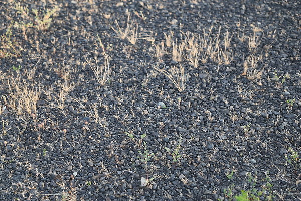 Zidell Field North 061