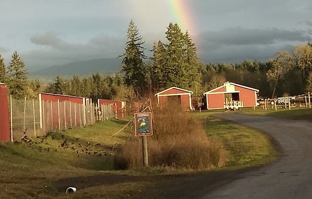 18 Silver Buckle Washington 30 Minutes