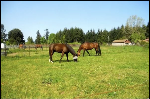 17 Shooting Star Ranch 30 Minutes