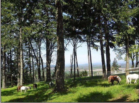 Screenshot 2025-06-14 at 1.31.36 PM