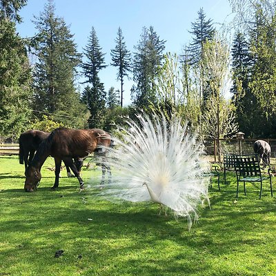 corbett farm 1556385577