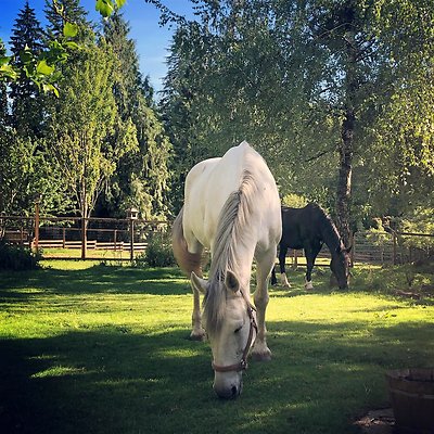 corbett farm 1560219560