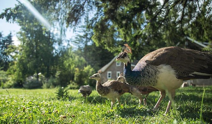 corbett farm 1548267854