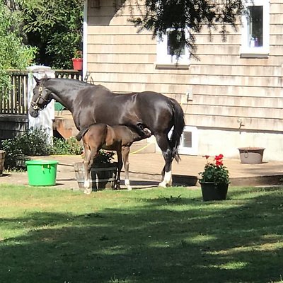 corbett farm 1548179129