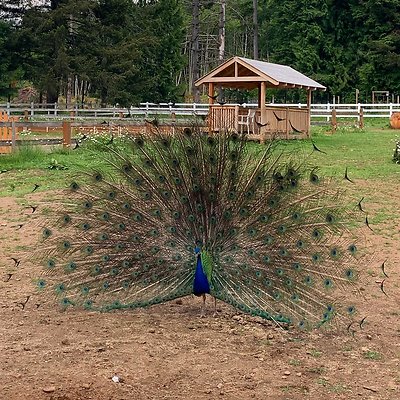 corbett-farm-gallery-3