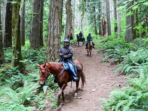 nw-horse-trails-flying-m-7 large