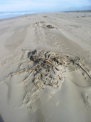 Honeymoon-0333-20041015-1056-OregonDunesNRA - Honeymoon 0333 20041015 1056 Oregon Dunes NRA