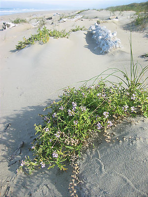 Honeymoon-0342-20041015-1103-OregonDunesNRA - Honeymoon 0342 20041015 1103 Oregon Dunes NRA