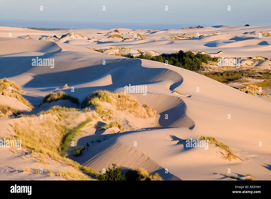 dunes-oregon-coast-oregon-dunes-national-recreation-area-siuslaw-national-AR2YXH