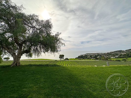 ocean-vineyard-8 ocean-vineyard-8