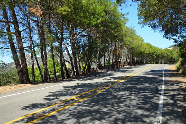 014 Piuma 3 76 Trees